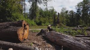 Best Tree Removal  in Hooper, NE