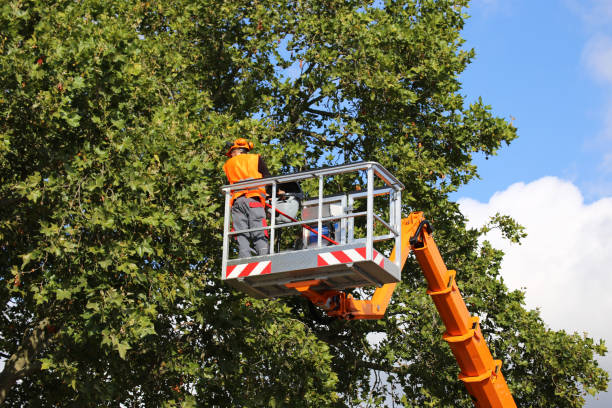 Best Tree Preservation Services  in Hooper, NE