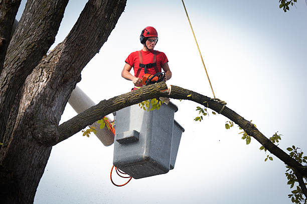 Best Tree Risk Assessment  in Hooper, NE